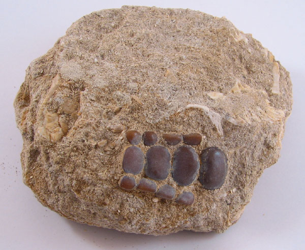 Phacodus punctatus -tänder