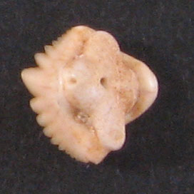 Nebrius blackenhorni