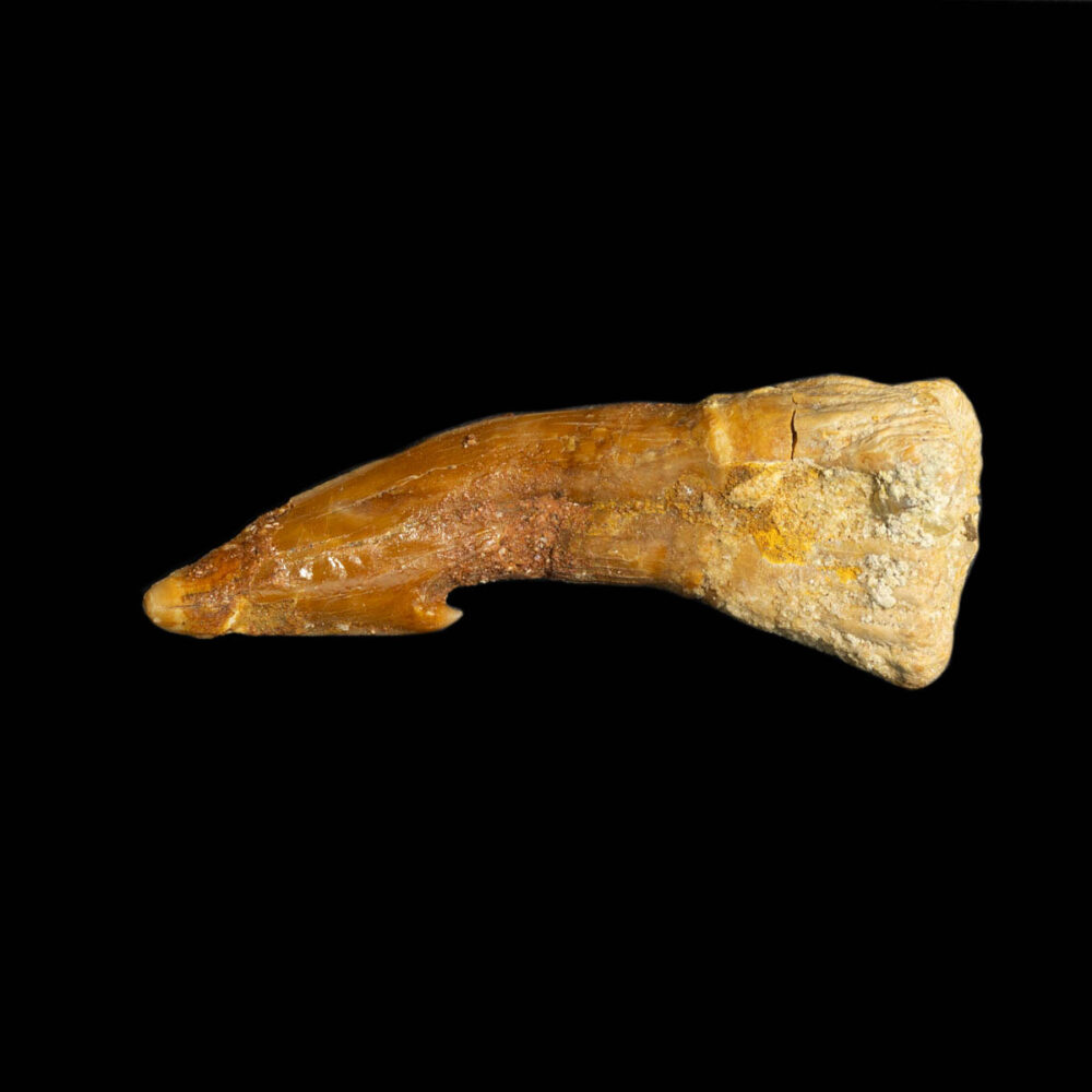 Sågfisk- tand, Onchopristis numidus