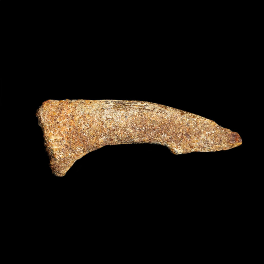 Sågfisk- tand, Onchopristis numidus