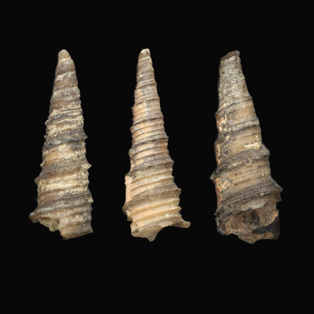 Snäcka/ Gastropod Turritella pharaonica