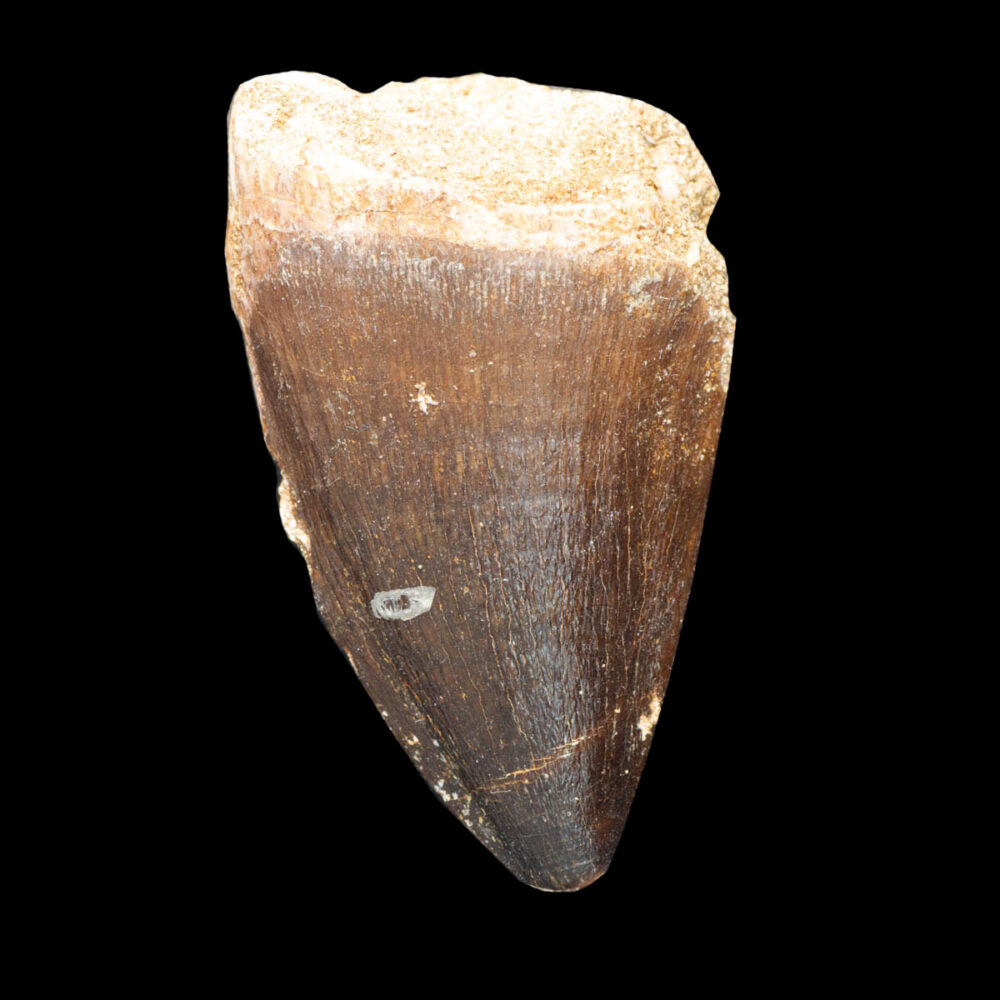 Prognathodon giganteus - tand