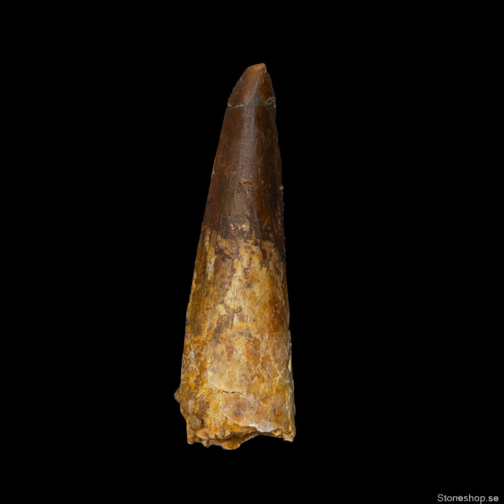 Spinosaurus- tand