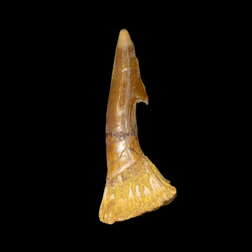 Sågfisk- tand, Onchopristis numidus - Bild 2