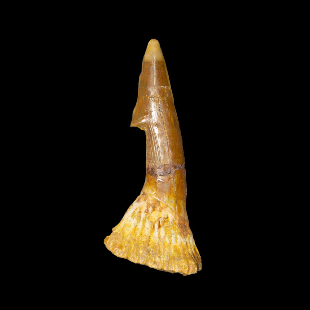 Sågfisk- tand, Onchopristis numidus