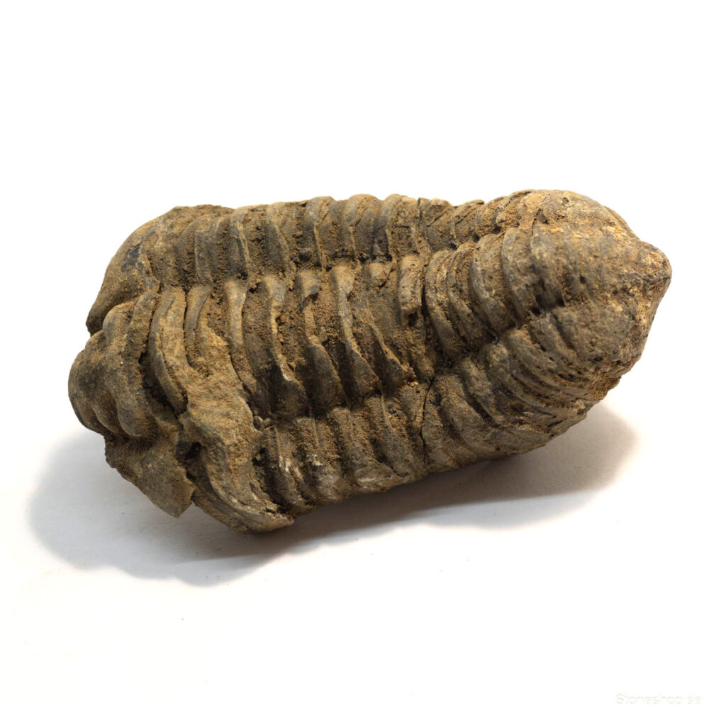 Diacalymene