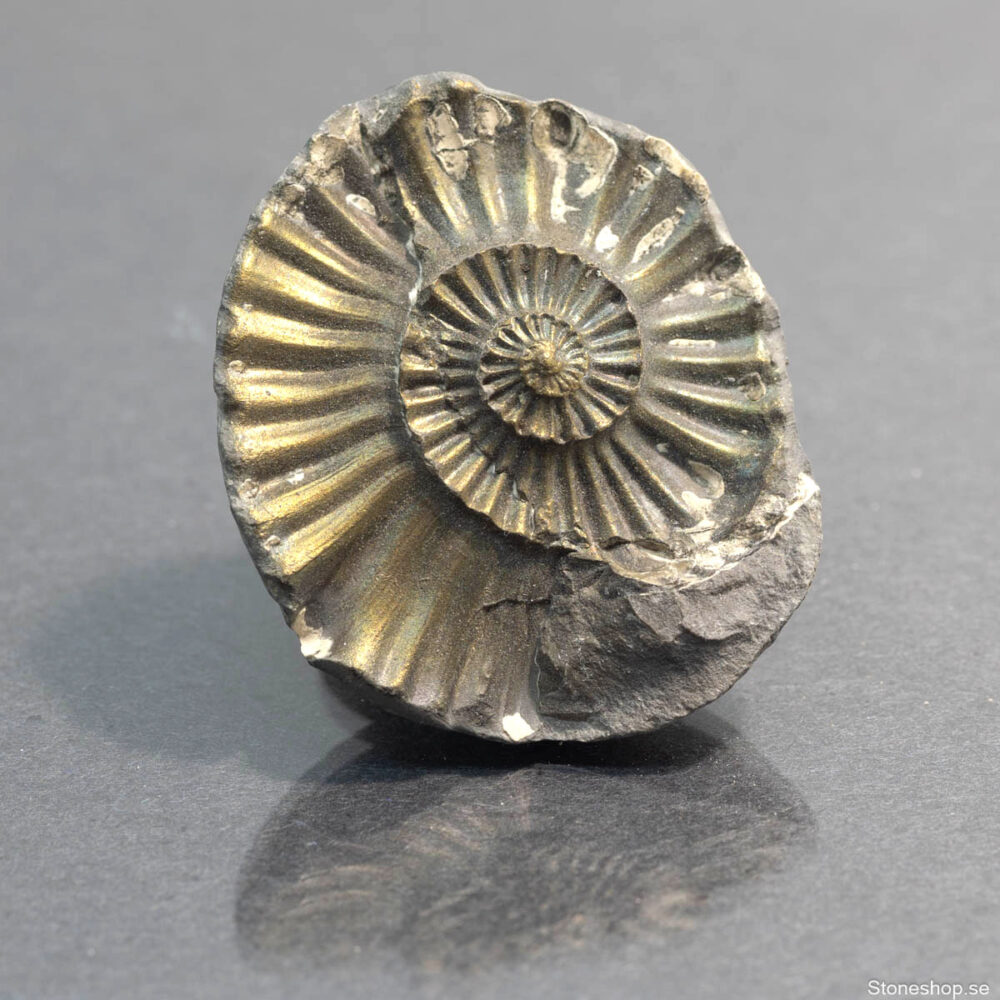 Pleuroceras spinatum - pyritiserad