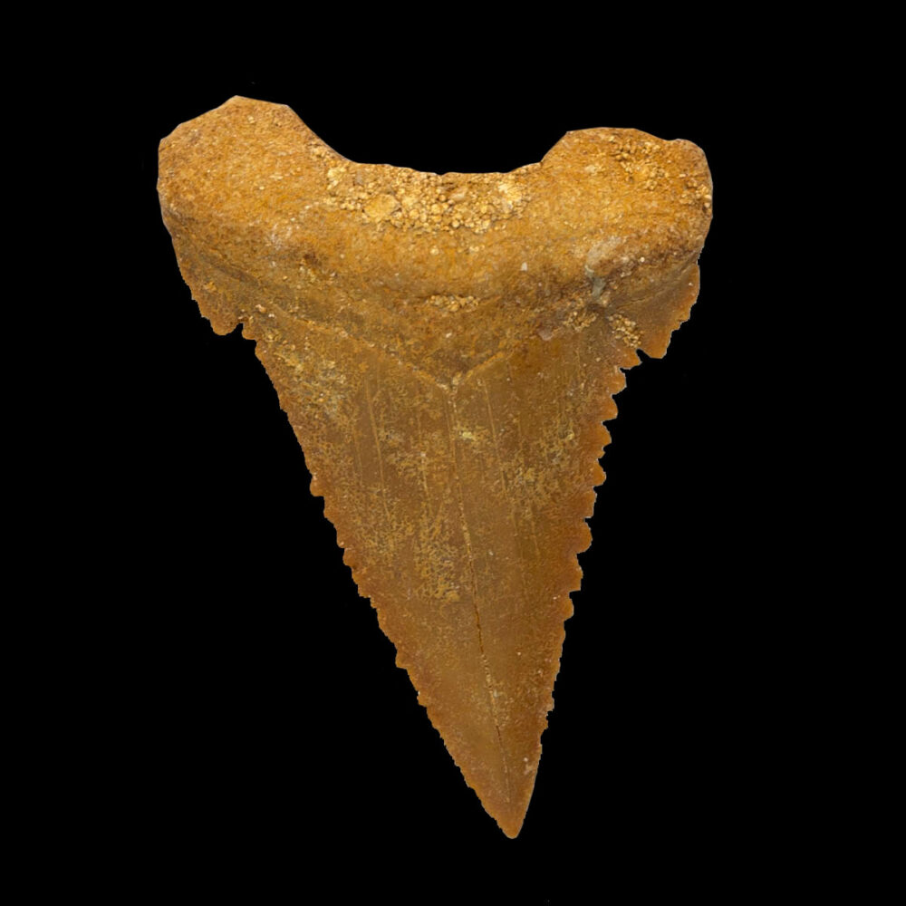 Palaeocarcharodon orientalis