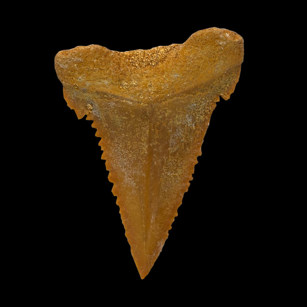 Palaeocarcharodon orientalis - Bild 2