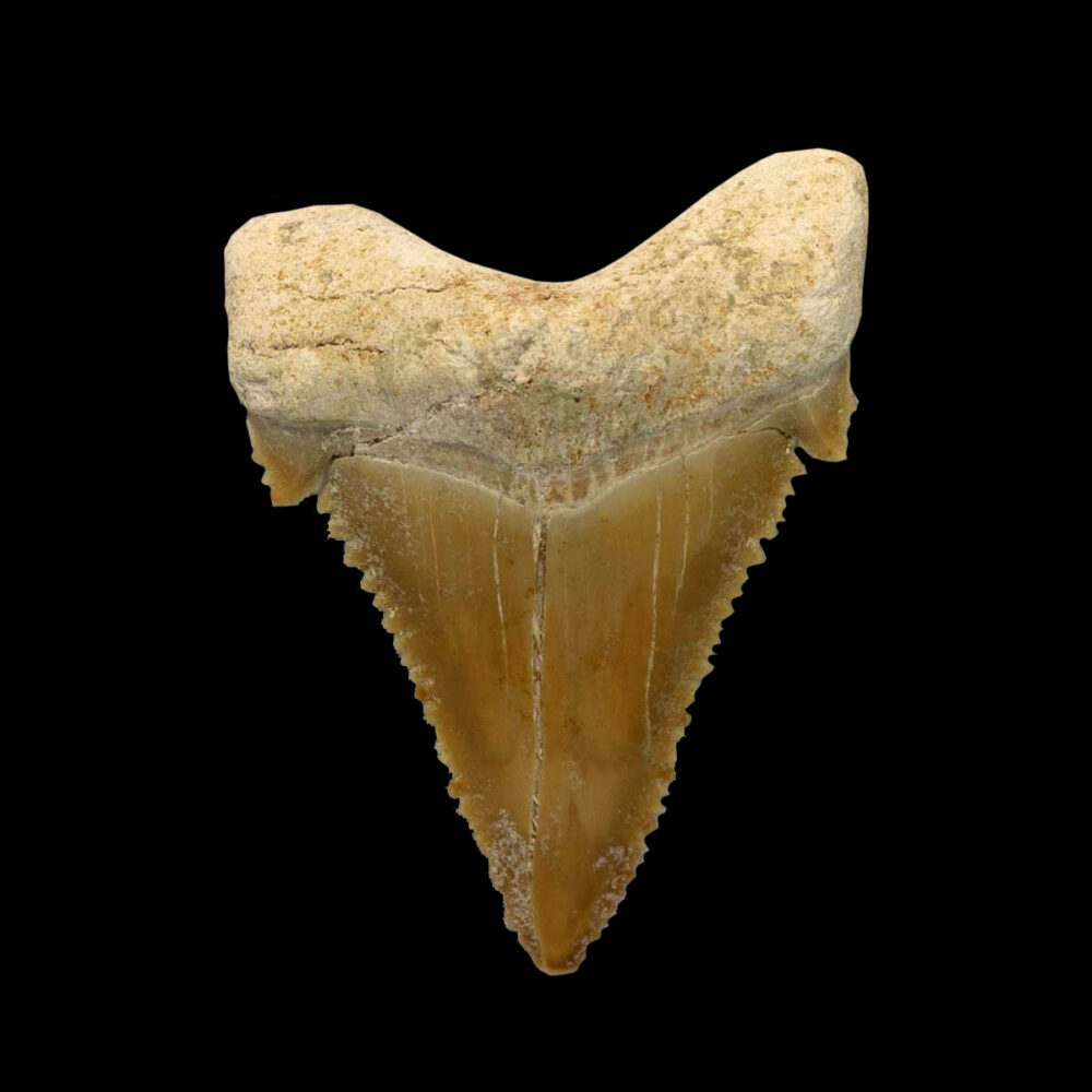 Palaeocarcharodon orientalis - Bild 2