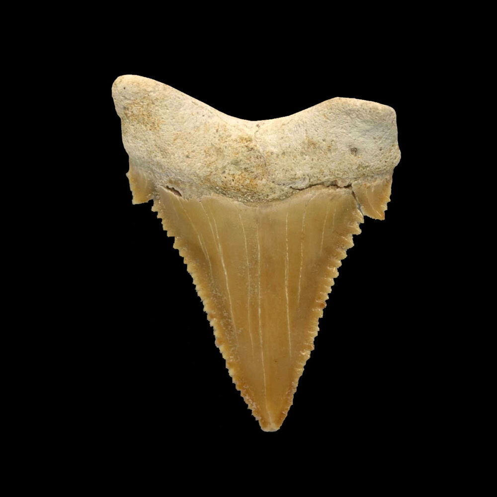 Palaeocarcharodon orientalis