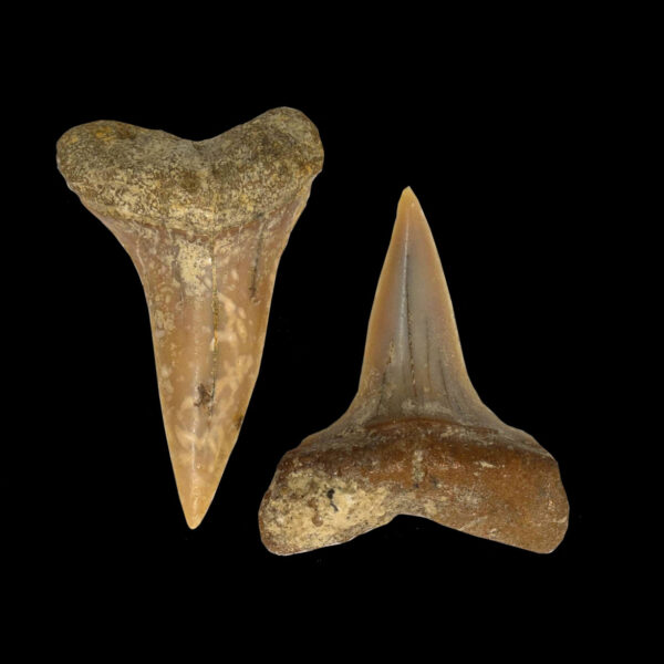 Cosmopolitodus hastalis x2