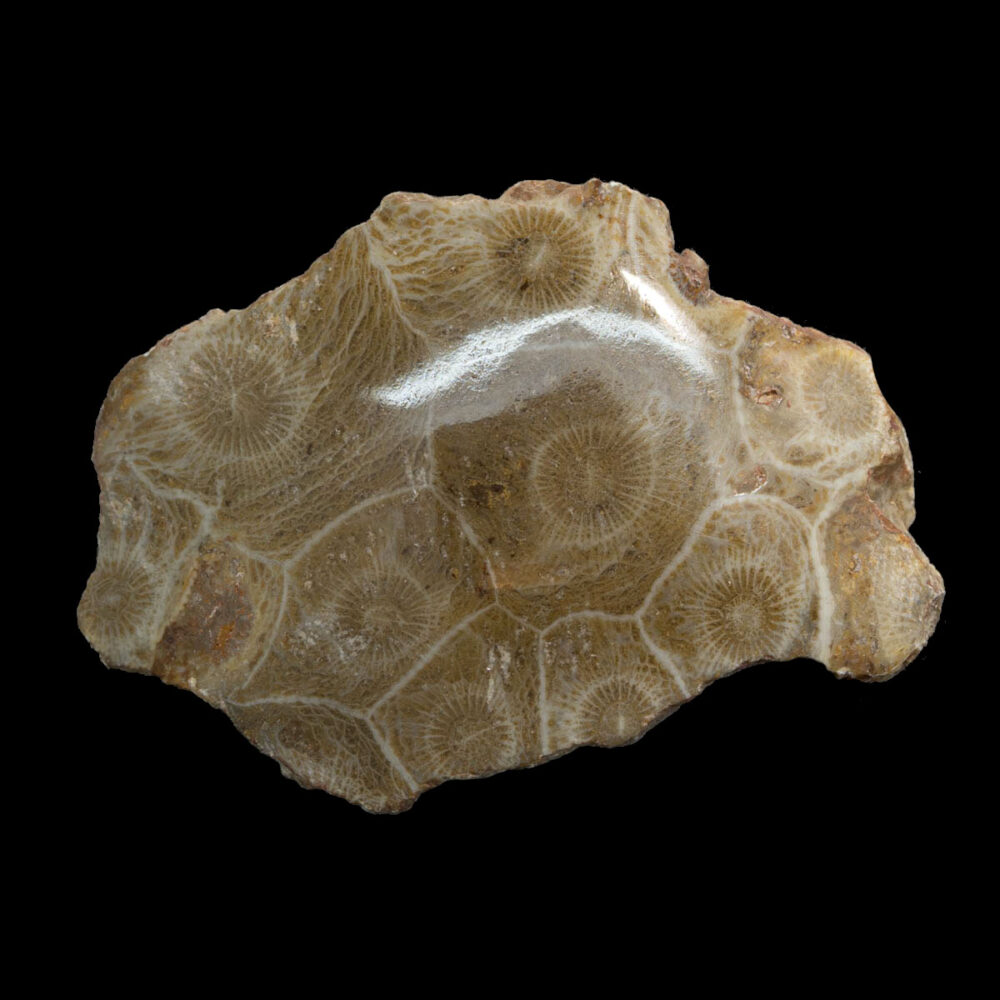 Hexagonaria polerad, 62x43x24 mm