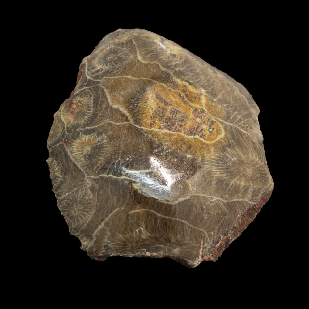 Hexagonaria polerad, 52x48x17mm