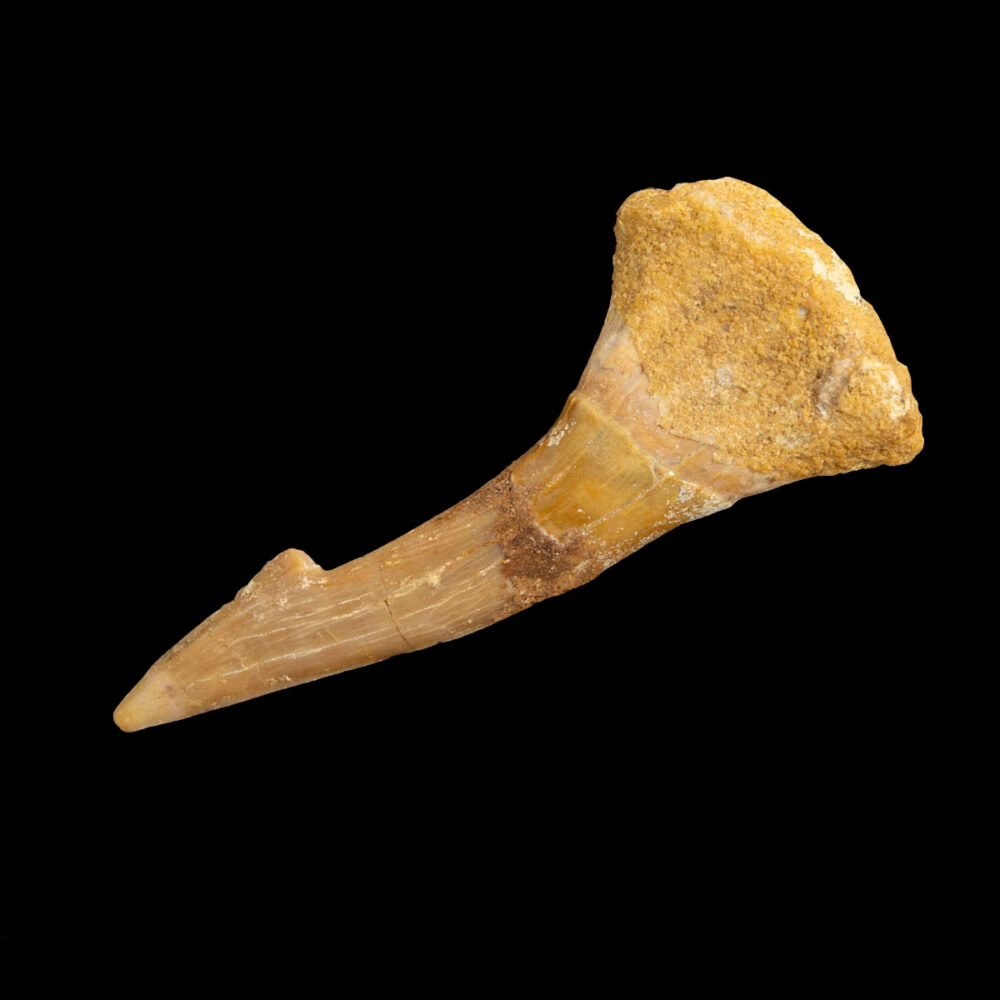 Sågfisk- tand, Onchopristis numidus - Bild 2