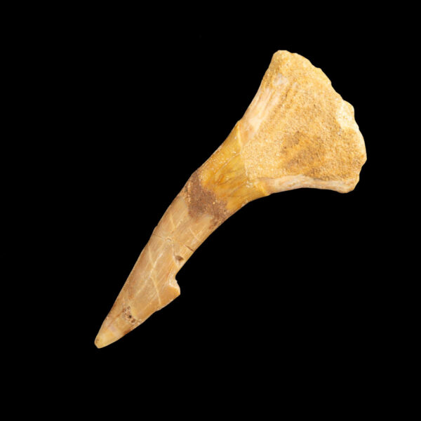 Onchopristis numidus