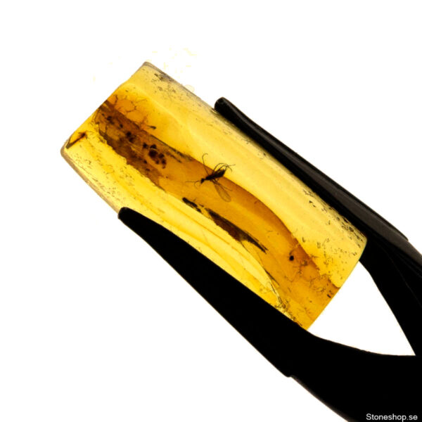 Bärnsten, innesluten insekt