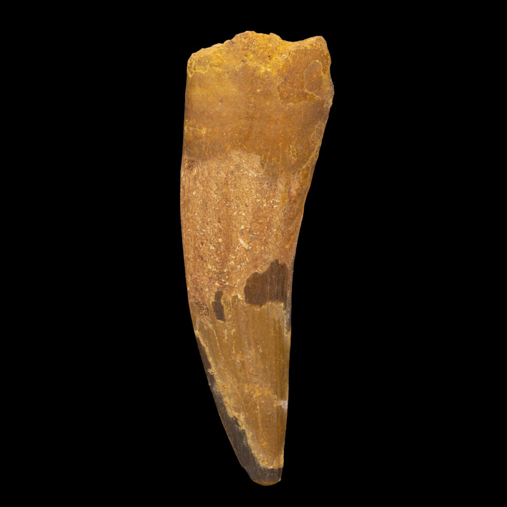 Spinosaurus- tand - Bild 2