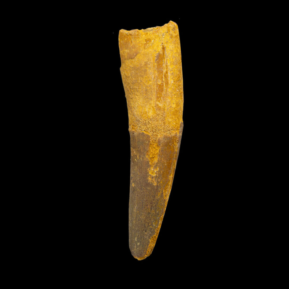 Spinosaurus- tand