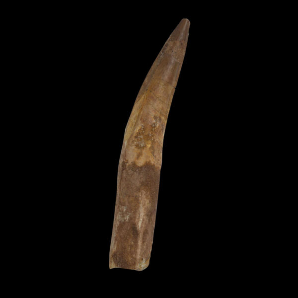 Spinosaurus- tand