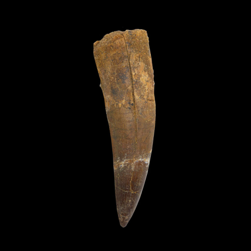 Spinosaurus- tand