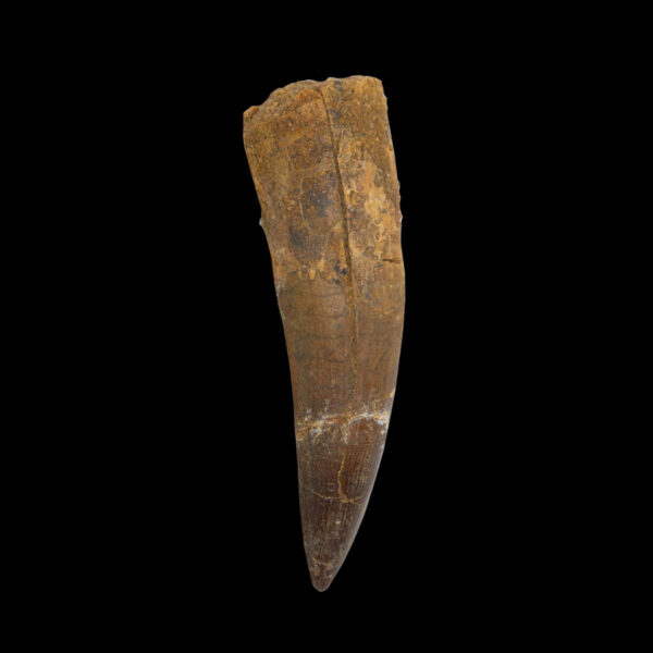 Spinosaurus- tand