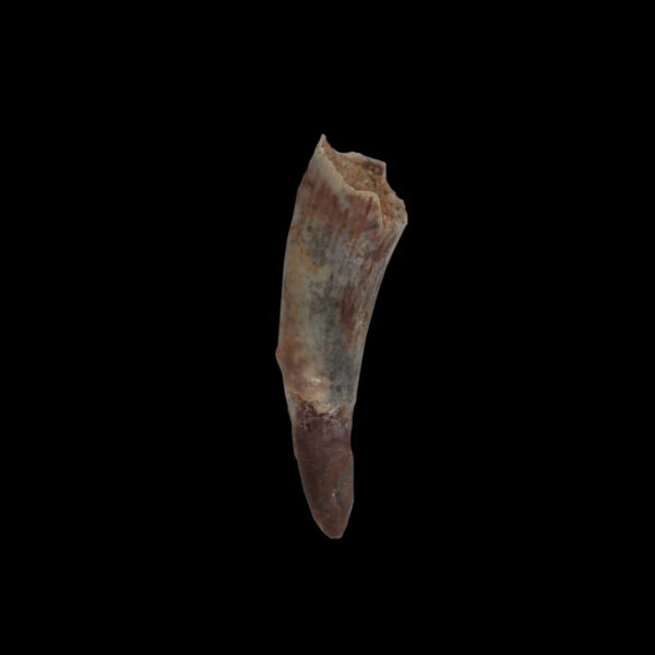 Siroccopteryx moroccensis