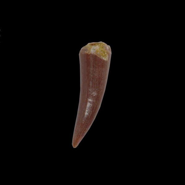 Siroccopteryx moroccensis