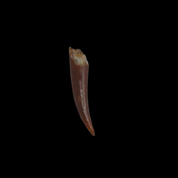 Siroccopteryx moroccensis