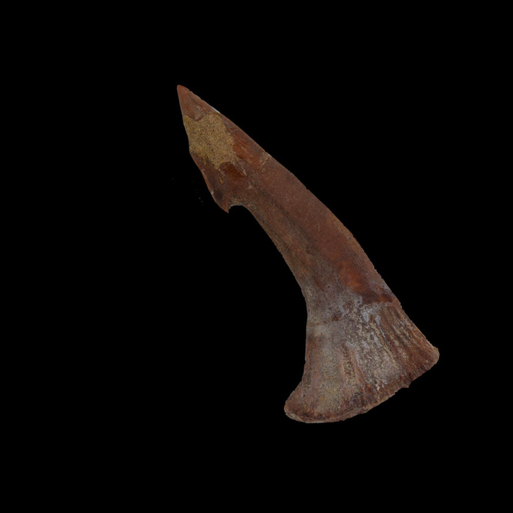 Sågfisk- tand, Onchopristis numidus - Bild 2