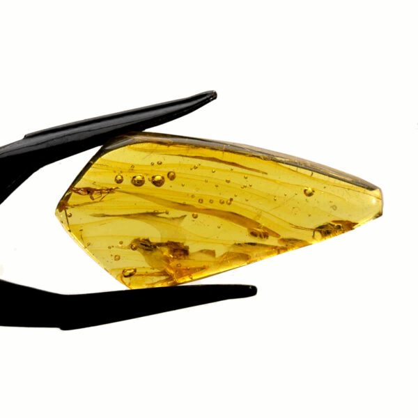 Bärnsten, innesluten insekt