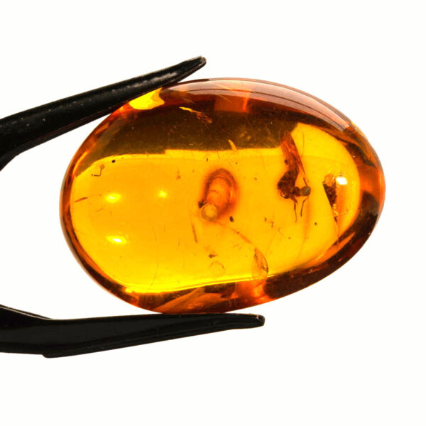 Bärnsten, innesluten insekt