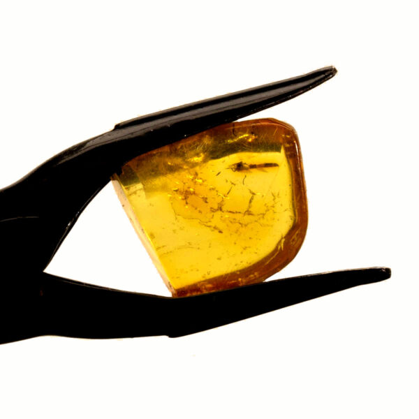 Bärnsten, innesluten insekt