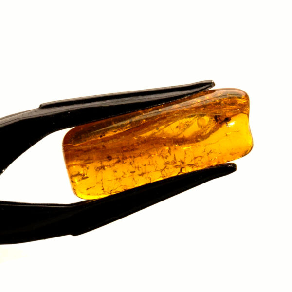 Bärnsten, innesluten insekt