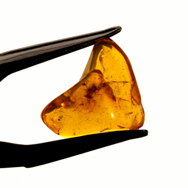 Bärnsten, innesluten insekt