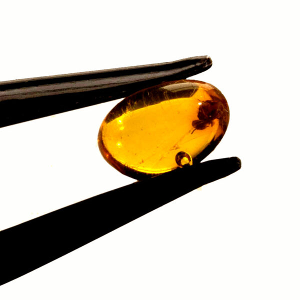 Bärnsten, innesluten insekt