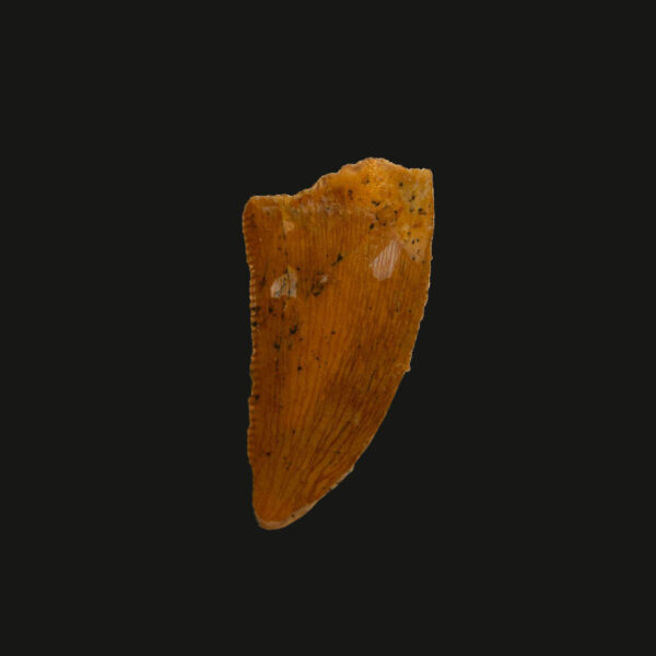 Dromaeosaurid/ raptor- tand