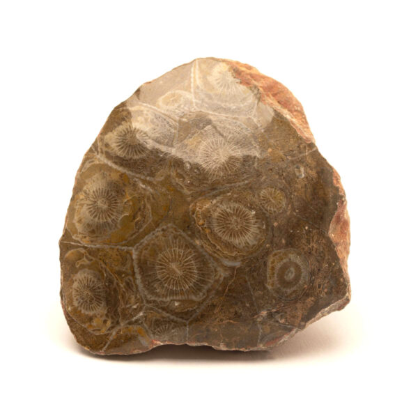 Hexagonaria polerad, 48x48x21 mm