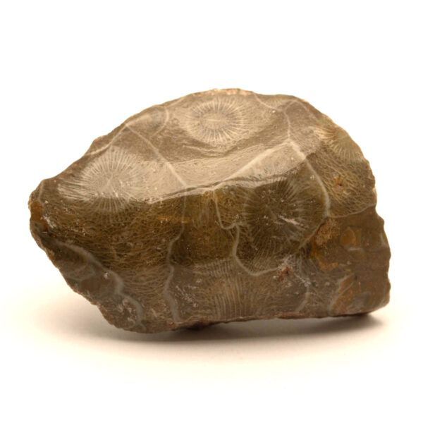 Hexagonaria polerad, 52x38x16 mm