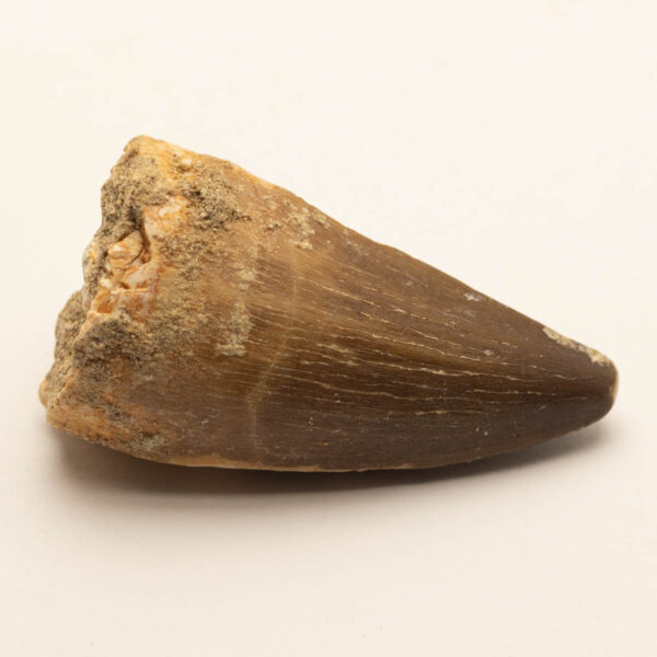 Prognathodon giganteus - tand