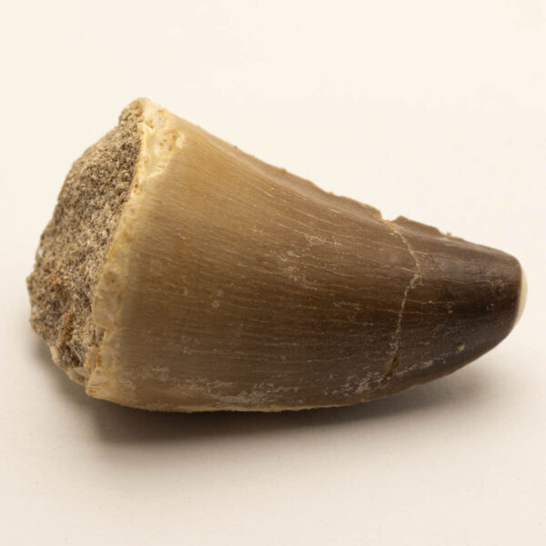 Prognathodon giganteus - tand