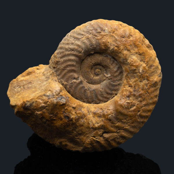 Gregoryceras transversarium