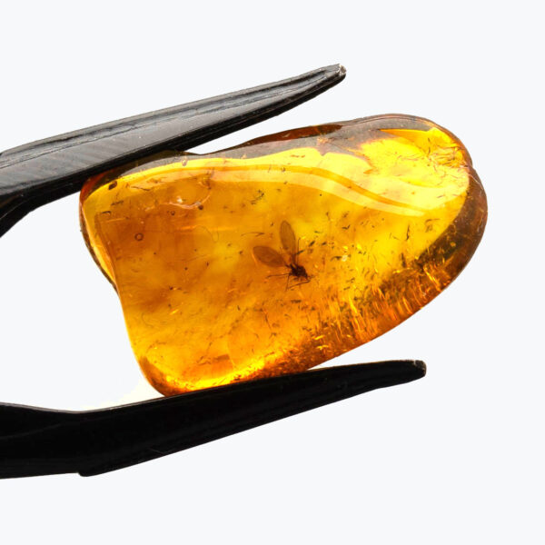 Bärnsten, innesluten insekt