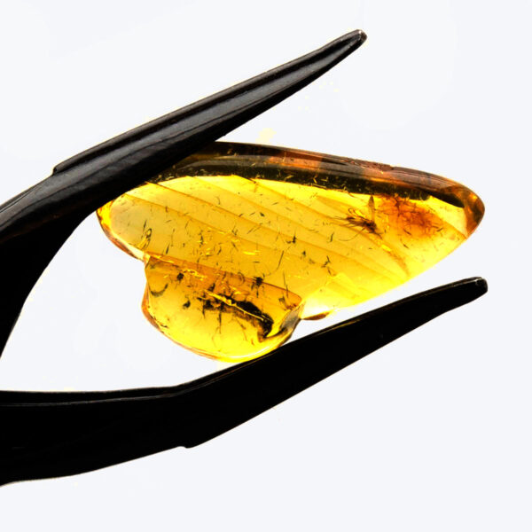 Bärnsten, innesluten insekt