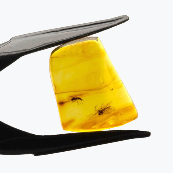 Bärnsten, inneslutna insekter