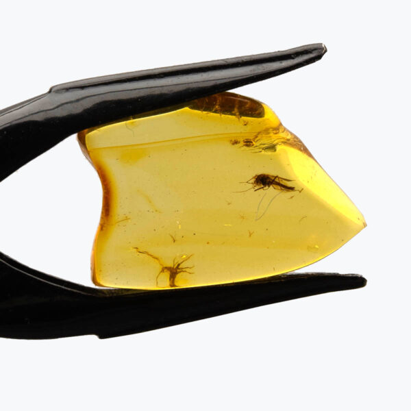 Bärnsten, innesluten insekt