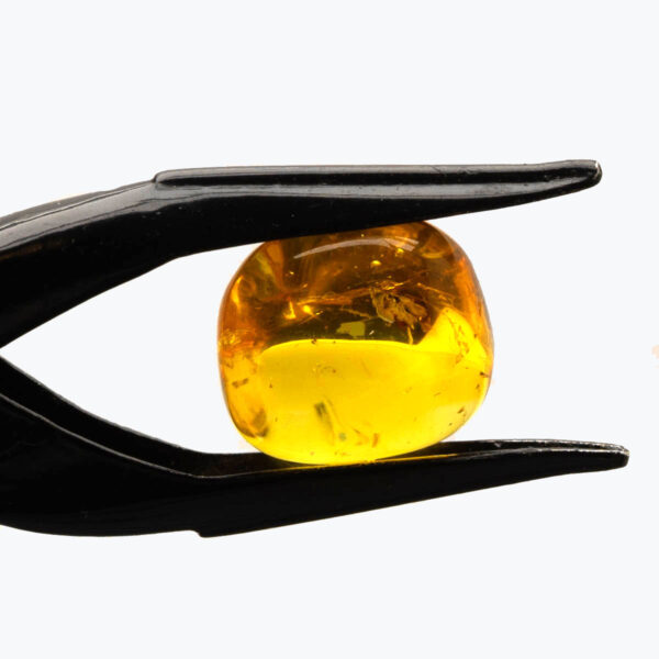 Bärnsten, innesluten insekt