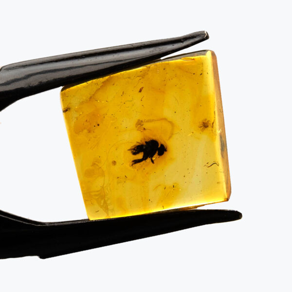 Bärnsten, innesluten insekt