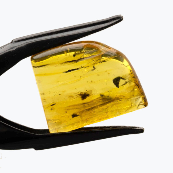 Bärnsten, innesluten insekt