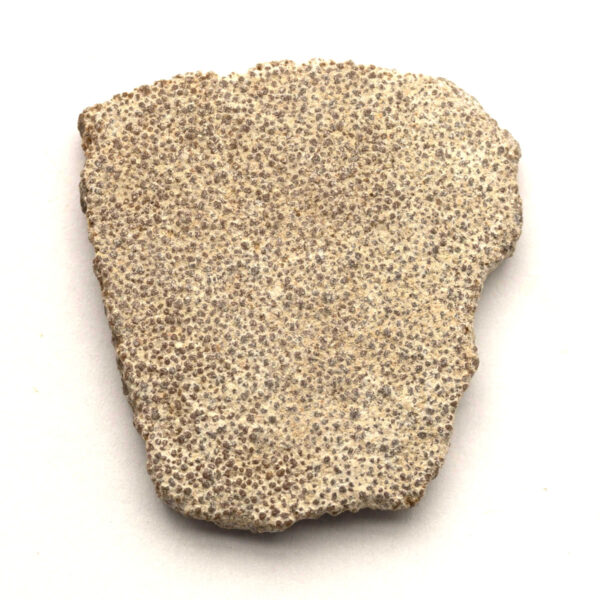 Saltasaurus äggskal